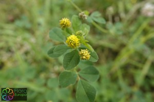 Medicago lupulina